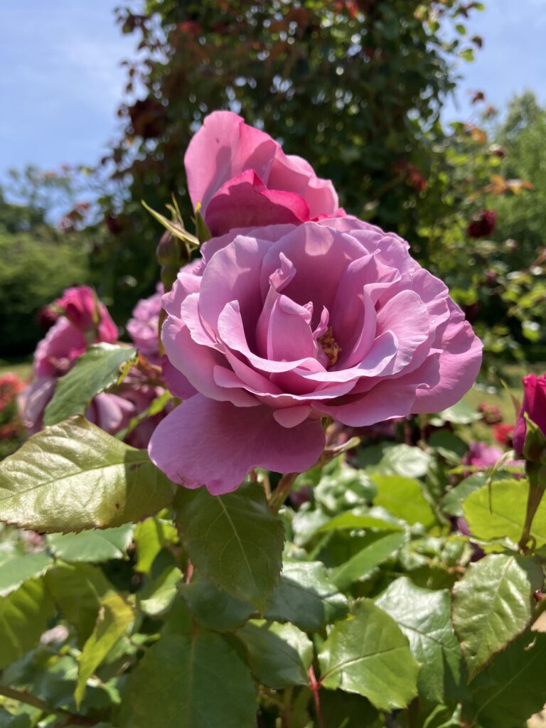 紫のバラ「フェルゼン伯爵」