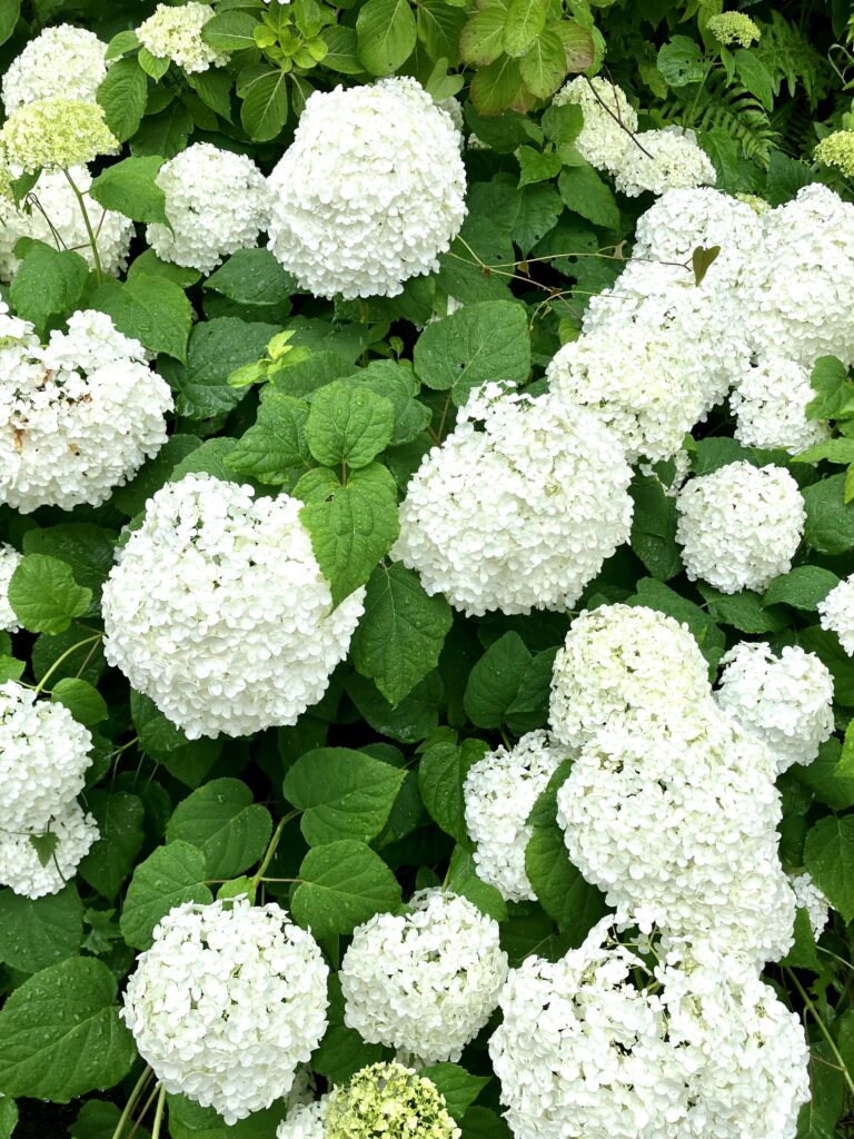 白い花がモリモリ咲くアジサイ